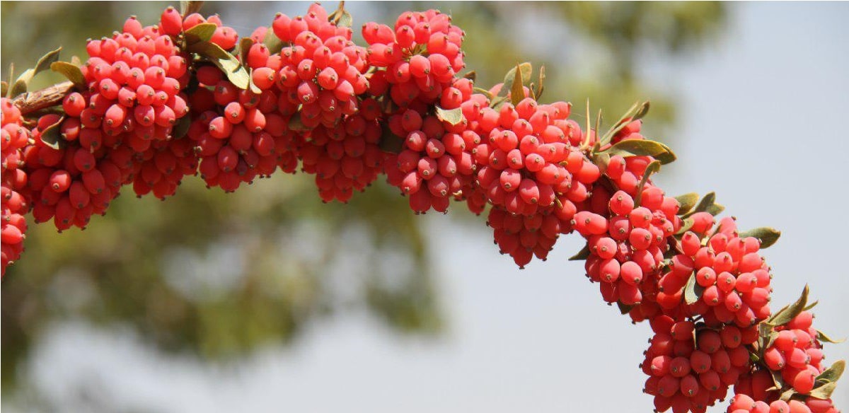 خواص زرشک برای انسان: (از خاصیت و فواید ...