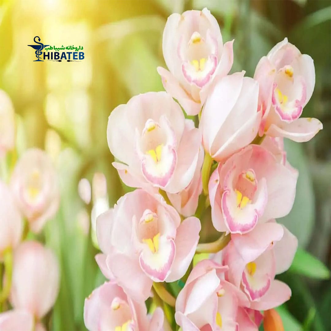 داروهای گیاهی افزایش میل جنسی