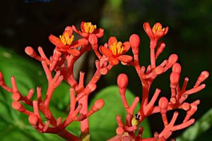 معرفی گلهای تقویت میل جنسی: رازهای طبیعی برای افزایش شهوت و میل جنسی